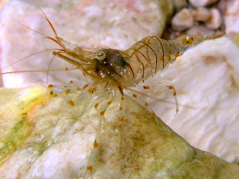 Differenze tra Palaemon serratus e Palaemon elegans